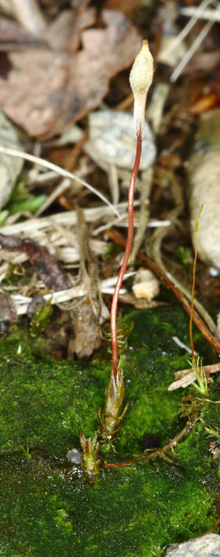 Pogonatum pensilvanicum